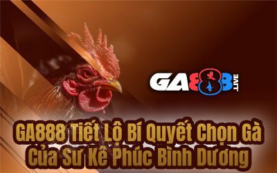 GA888 Tiết Lộ Bí Quyết Chọn Gà Của Sư Kê Phúc Bình Dương