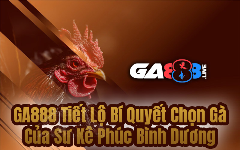 GA888 Tiết Lộ Bí Quyết Chọn Gà Của Sư Kê Phúc Bình Dương
