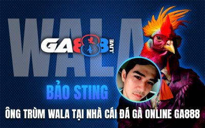 Bảo Sting – Ông Trùm Wala Tại Nhà Cái Đá Gà Online GA888sa