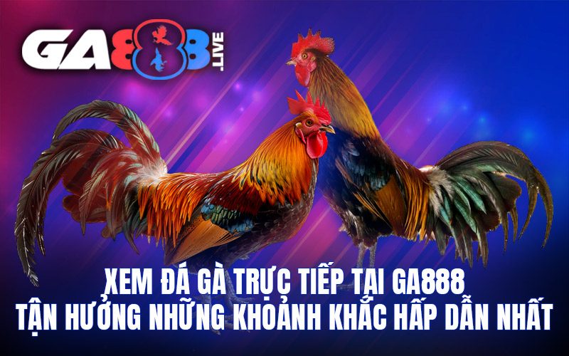 Xem đá gà trực tiếp tại GA888 - Tận hưởng những khoảnh khắc hấp dẫn nhất