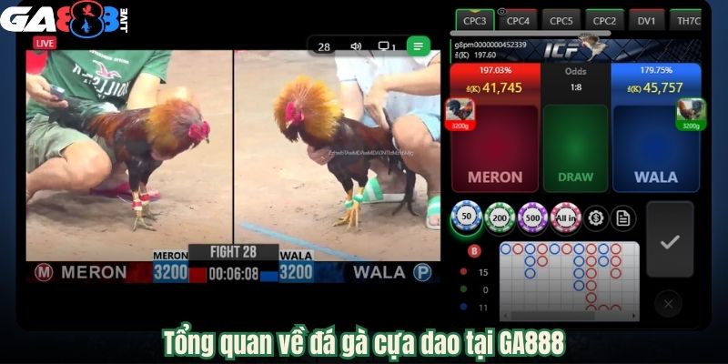 Tổng quan về đá gà cựa dao tại GA888