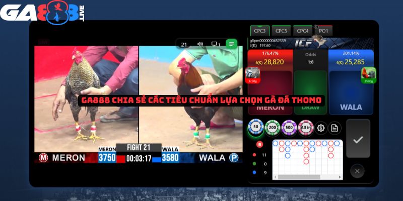 GA888 chia sẻ các tiêu chuẩn lựa chọn gà chiến Thomo