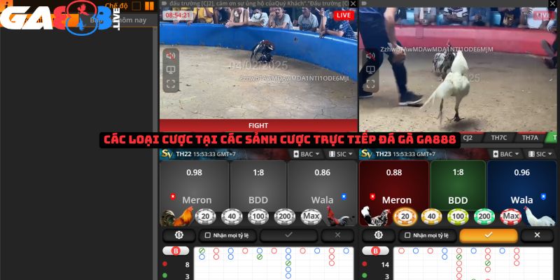 Các loại cược tại các sảnh cược trực tiếp đá gà GA888