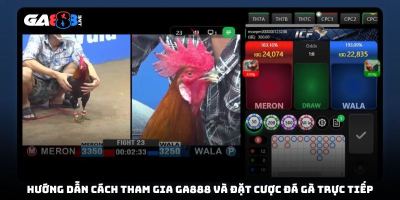 Hướng dẫn cách tham gia GA888 và đặt cược đá gà trực tiếp