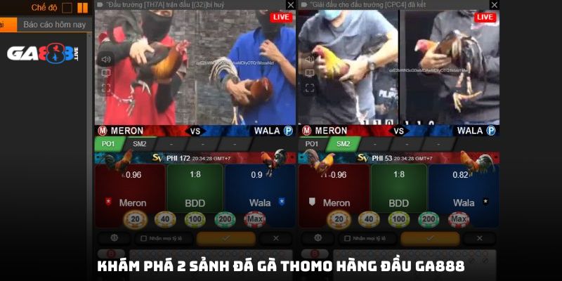 Khám phá 2 sảnh đá gà thomo hàng đầu GA888