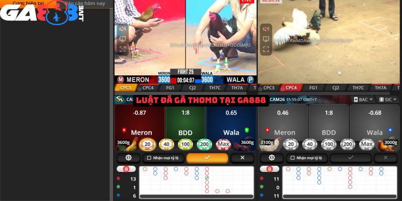 Luật đá gà Thomo tại GA888