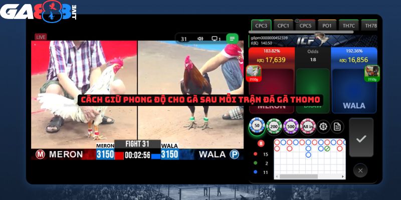 Cách giữ phong độ cho gà sau mỗi trận đá gà Thomo