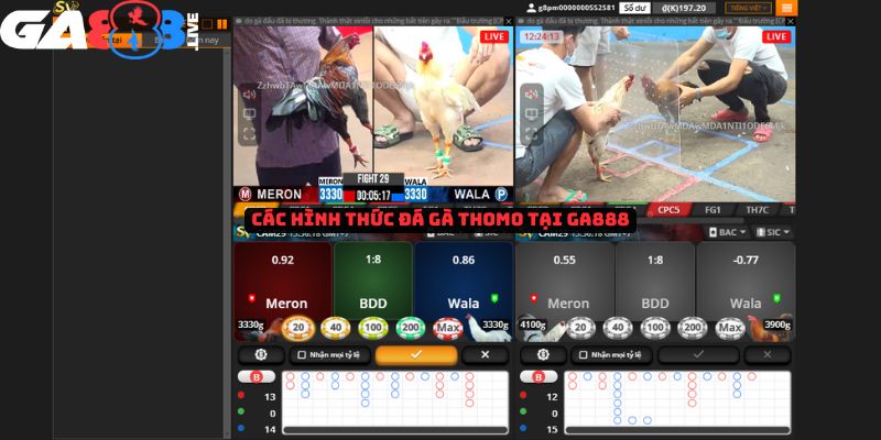 Các hình thức đá gà Thomo tại GA888