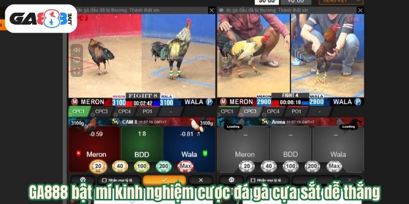 GA888 bật mí kinh nghiệm cược đá gà cựa sắt dễ thắng