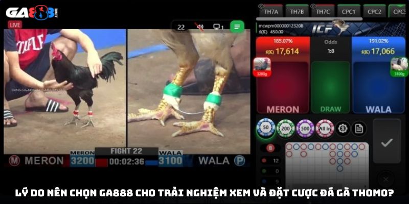 Lý do nên chọn GA888 cho trải nghiệm xem và đặt cược đá gà Thomo?
