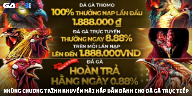 Những chương trình khuyến mãi hấp dẫn dành cho đá gà trực tiếp