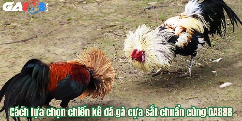 Cách lựa chọn chiến kê đá gà cựa sắt chuẩn cùng GA888