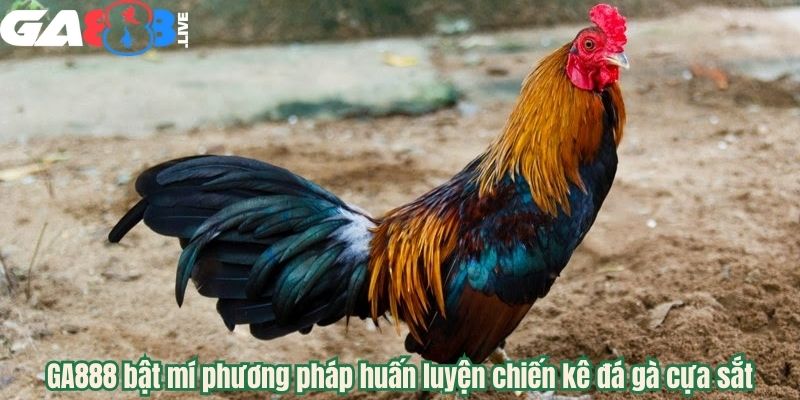 GA888 bật mí phương pháp huấn luyện chiến kê đá gà cựa sắt
