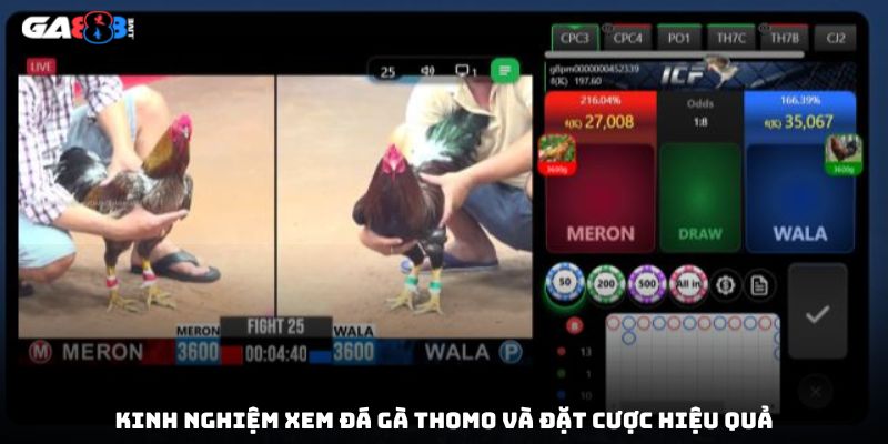 Kinh nghiệm xem đá gà thomo và đặt cược hiệu quả