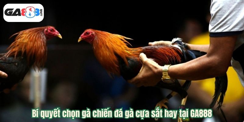 Bí quyết chọn gà chiến đá gà cựa sắt hay tại GA888