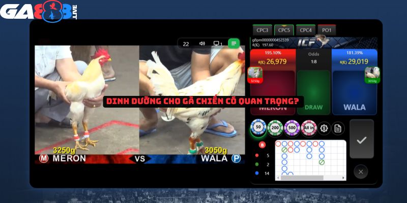 Dinh dưỡng cho gà chiến trong đá gà Thomo có quan trọng? 