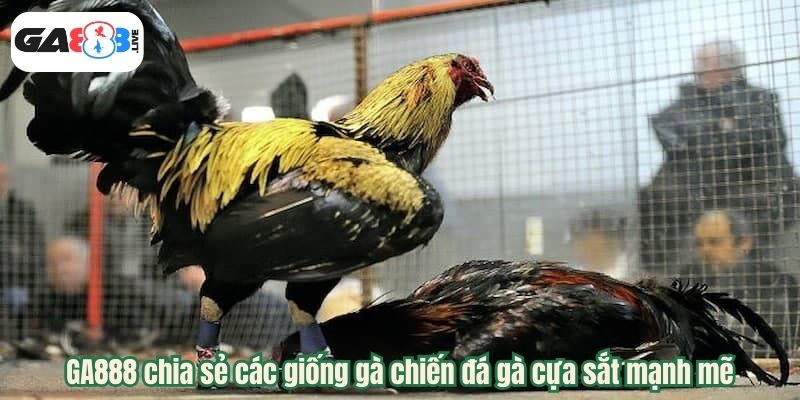 GA888 chia sẻ các giống gà chiến đá gà cựa sắt mạnh mẽ