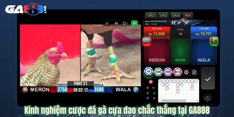 Kinh nghiệm cược đá gà cựa dao chắc thắng tại GA888
