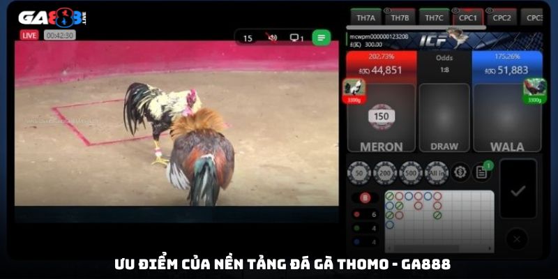 Ưu điểm của nền tảng đá gà Thomo - GA888