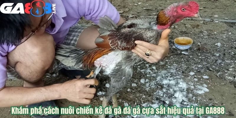 Khám phá cách nuôi chiến kê đá gà đá gà cựa sắt hiệu quả tại GA888