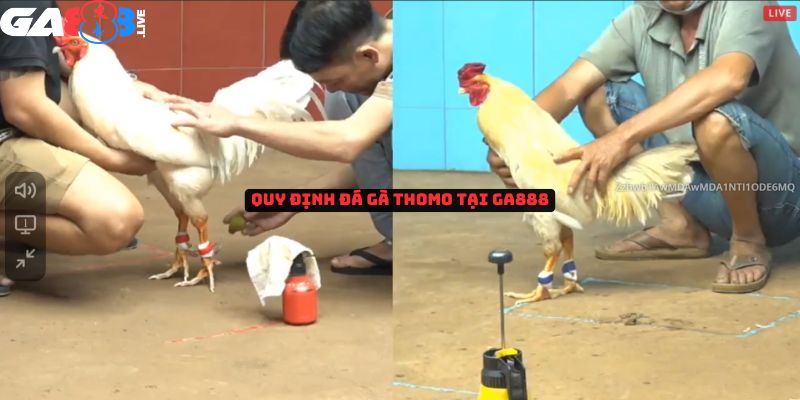Quy định đá gà Thomo tại GA888