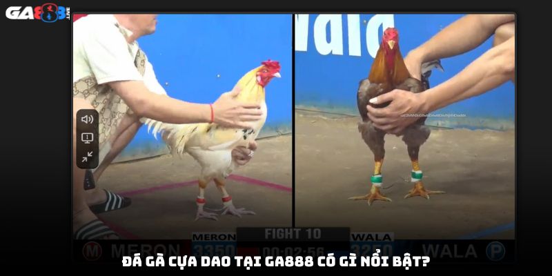 Đá gà cựa dao tại GA888 có gì nổi bật?
