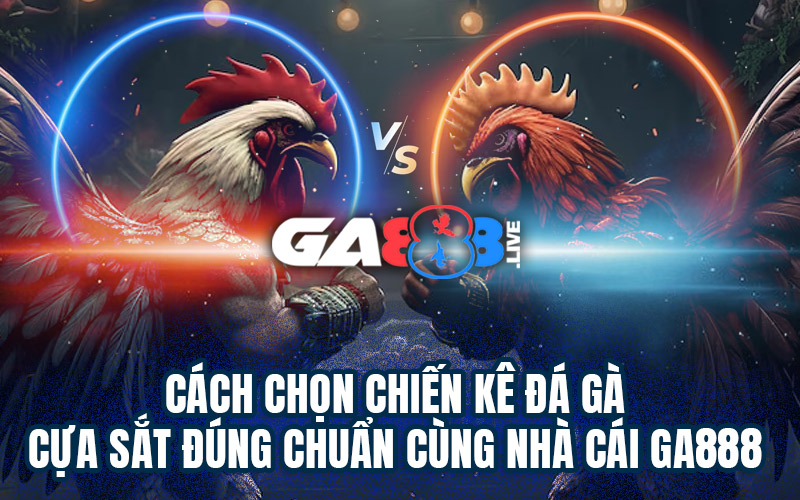 Cách Chọn Chiến Kê Đá Gà Cựa Sắt Đúng Chuẩn Cùng Nhà Cái GA888