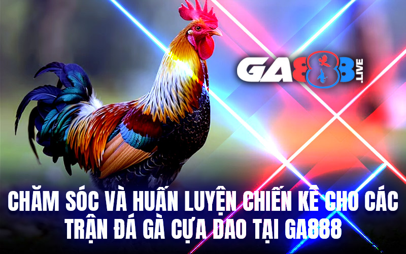 Chăm Sóc Và Huấn Luyện Chiến Kê Cho Các Trận Đá Gà Cựa Dao Tại GA888