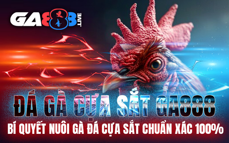 Đá Gà Cựa sắt GA888 – Bí Quyết Nuôi Gà Đá Cựa Sắt Chuẩn Xác 100%