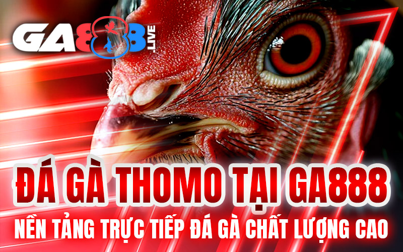 Đá Gà Thomo Tại GA888 – Nền Tảng Trực Tiếp Đá Gà Chất Lượng Cao