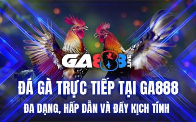 Đá Gà Trực Tiếp Tại GA888 – Đa Dạng, Hấp Dẫn Và Đầy Kịch Tính