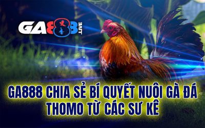 GA888 chia sẻ bí quyết nuôi gà đá Thomo từ các sư kê