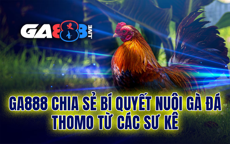 GA888 chia sẻ bí quyết nuôi gà đá Thomo từ các sư kê