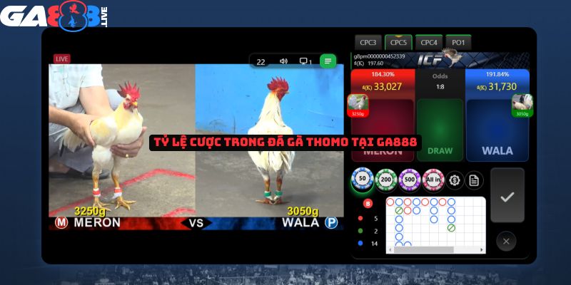 Tỷ lệ cược trong đá gà tại GA888