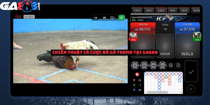 Chiến thuật cược đá gà Thomo tại GA888