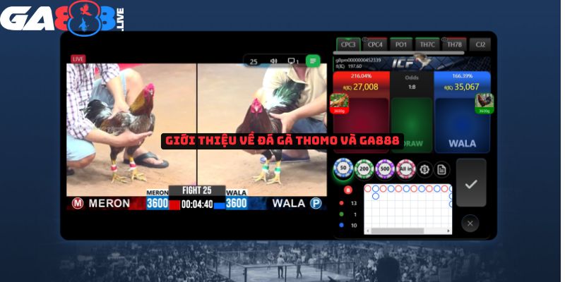 Giới thiệu về đá gà Thomo và GA888