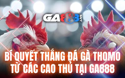 Bí quyết thắng đá gà Thomo từ các cao thủ tại GA888