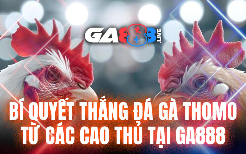 Bí quyết thắng đá gà Thomo từ các cao thủ tại GA888