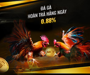 Hoàn Trả 0.88% Không Giới Hạn Mỗi ngày tại Đá Gà